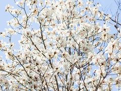 -雪山彩虹谷景区