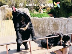 -东方熊牧场
