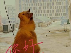 -猫咪咖啡店(新城大街店)