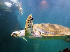 -青岛海底世界-水族馆
