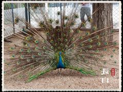 -长白岛森林公园