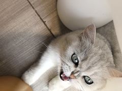 -藏猫猫咖啡主题馆(中央大道店)