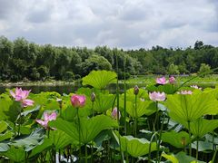 -长春市南湖公园
