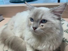 卷耳猫-瞄一喵猫咖(格力海岸店)