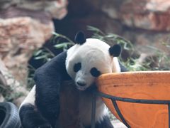 -石家庄市动物园