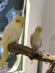 -Zoolung Zoolung动物主题公园(海信广场店)