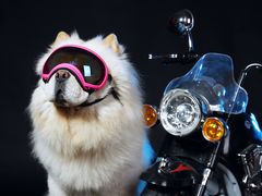 -超宠爱宠物摄影-Super pet