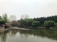 -嘉定紫藤园