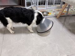 -宠颐生猫科·内科皮肤科(西平世纪城店)