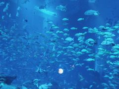 -亚特兰蒂斯•OSSIANO奥西亚诺海底餐厅