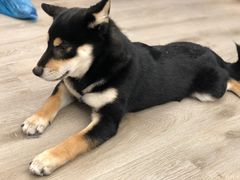 -浣熊柯尔鸭土拨鼠·电玩咖