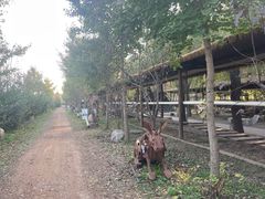 -河北村民俗体验园