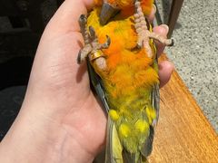-深圳鸟咖鹦花岛