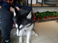 -桂林市花鸟市场