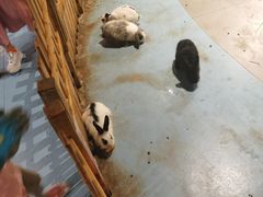 -巴克创奇梦工厂