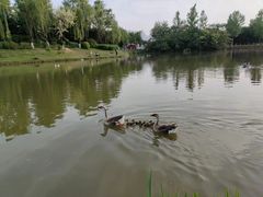 -西安浐灞国家湿地公园