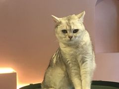 -猫儿山۰猫主题餐厅