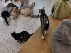 -猫域·湾主题猫咖·宠物吧(南坪城市广场店)