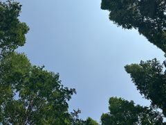 -黄海国家森林公园