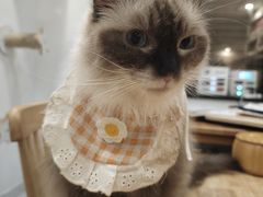 -楼上猫咖(罗湖店)
