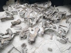 -自贡恐龙博物馆