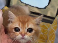 -瑞派福兴宠物医院犬猫全科·骨科·中西医结合(河东店)