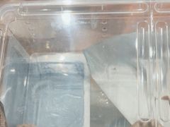 -酷以爬仙阁实体爬宠店·守宫·蜥蜴·专业繁育