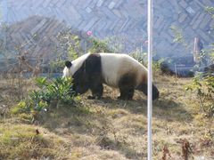 -泉州海丝野生动物世界