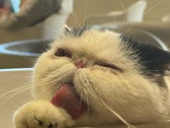 -藏猫猫咖啡主题馆(中央大道店)