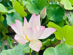 -莲花池公园