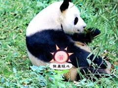 -卧龙中华大熊猫苑神树坪基地