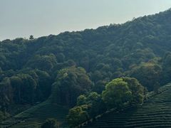 -龙坞茶村
