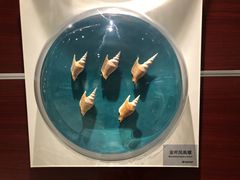 -青岛贝壳博物馆