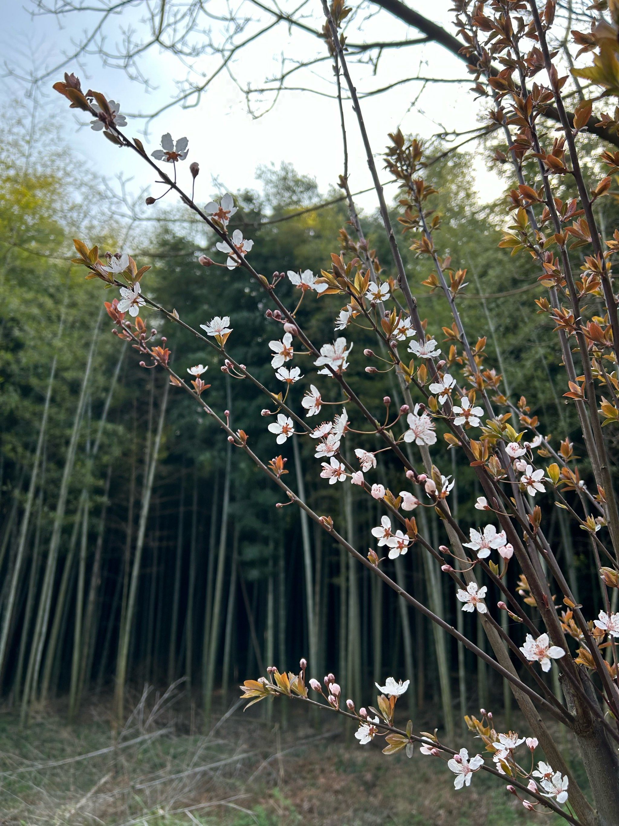 赏花花野葱