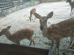 -银树楼(紫玉山庄东区店)