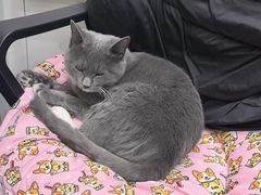 -芭比堂动物医院·CT·微创中心(新顺分院)