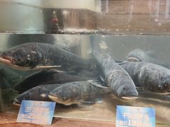 千岛湖淳牌剁椒大鱼头-上名堂·鱼头好吃(体育场路店)