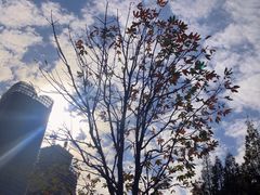 -Blueglass(港汇恒隆店)