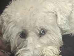-艾贝尔宠物医院·狂犬免疫点(江山金象城店)