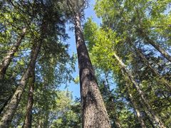 -汤旺河林海奇石景区
