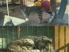 -青藏高原野生动物园