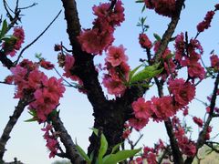 -南国桃园旅游度假区