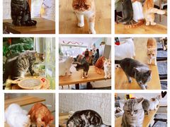 -平行世界·猫咖(首经贸店)