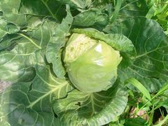 -甜心庄园·甜心草莓采摘园(西青中北店)