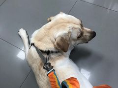 -瑞派宠物医院·24h·骨外科·皮肤科·全科宠物医疗转诊中心(沈阳浑南院)
