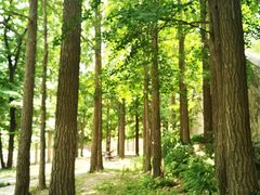 -阳台山自然风景区