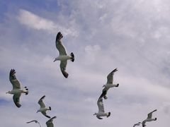 -海驴岛(荣成市)