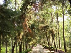 -合肥滨湖国家森林公园