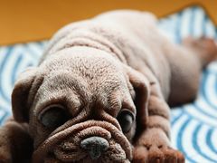 -红小满休闲餐厅(十全街店)