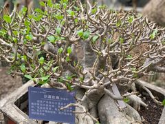 -南山植物园